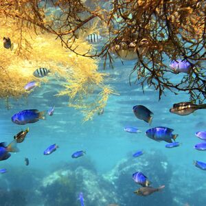 東京・神奈川近郊の伊東・富戸の浅瀬