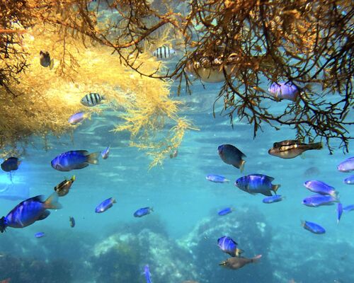 東京・神奈川近郊の伊東・富戸の浅瀬